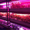 植物成長1W SMD 3030 740nm 745nm LEDは軽い破片を育てる